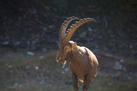 selective focus photography of mountain goat