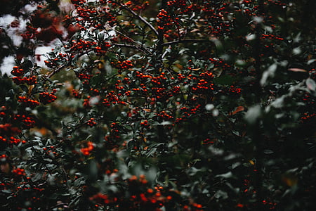 holly berries, berries, christmas holly, green, holly, tree