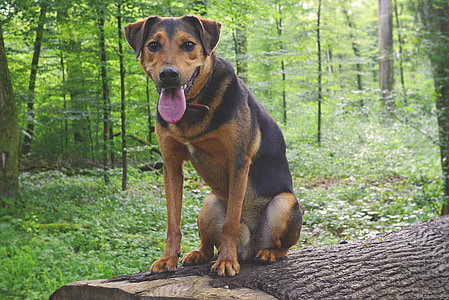 medium dog sitting on wood log