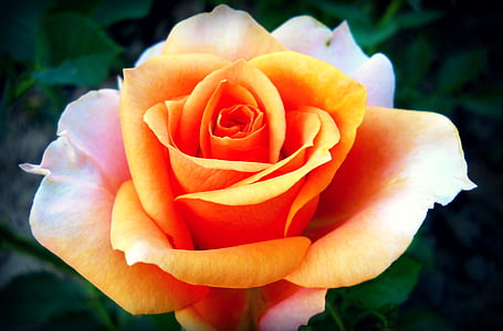 closeup photography of yellow and pink rose