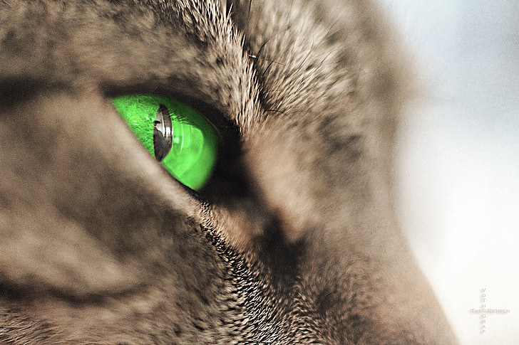 shallow focus photography of green animal eye