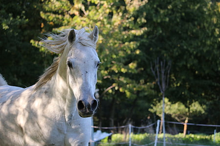 shallow focus photo of white horse