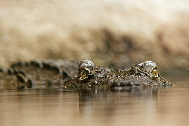 selective photography of crocodile