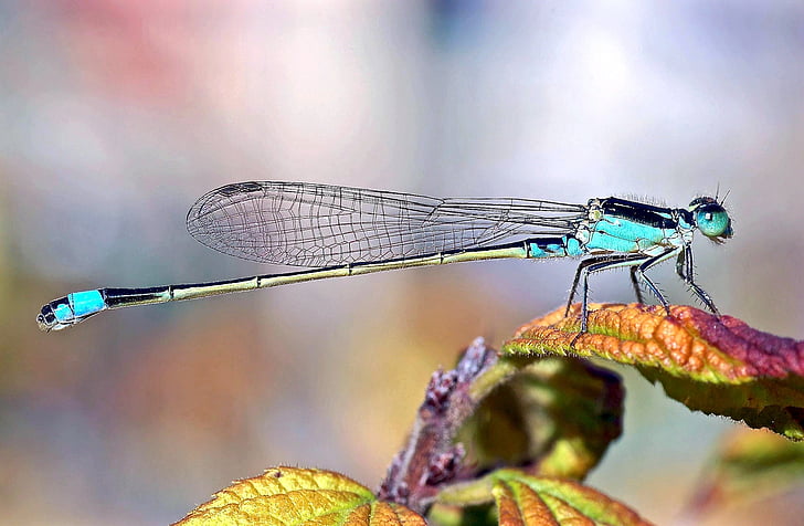 black and blue dragonfly on green leaf