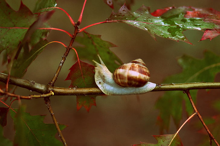 snail on plant branch