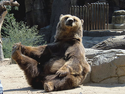brown bear sitting beside gray rock during daytime