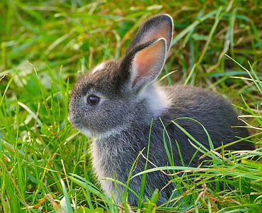 gray and white rabbit on grass