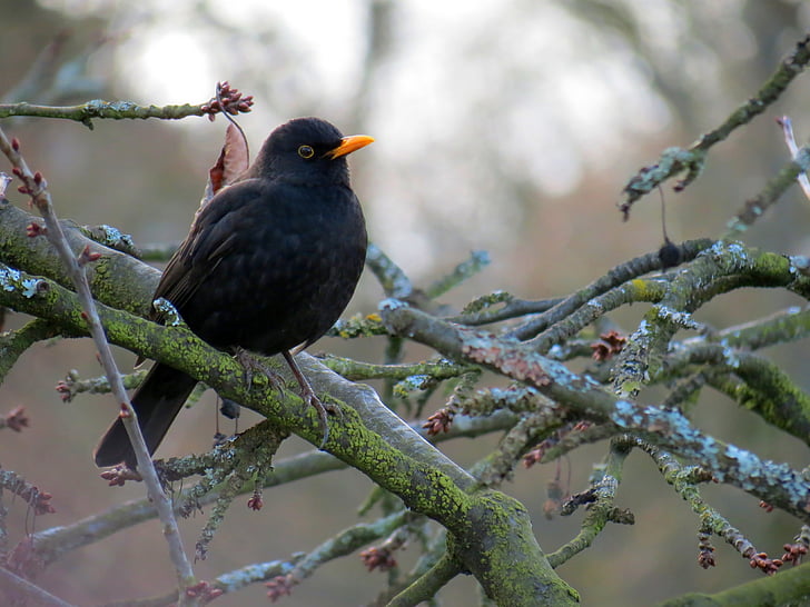 black bird resting on tree branches