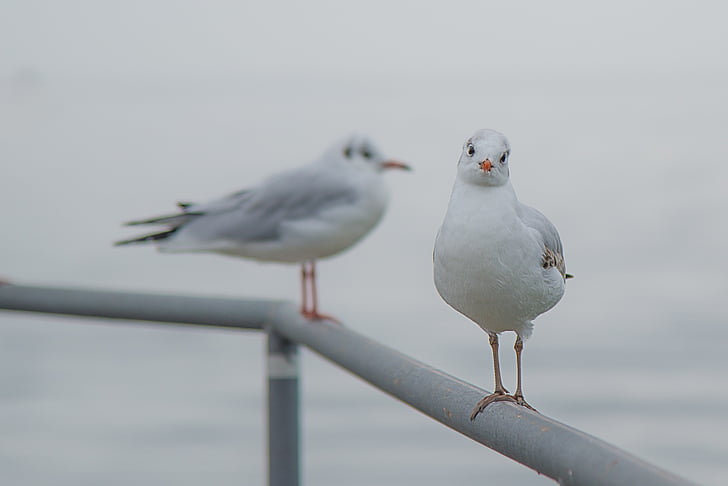 shallow focus of white and gray seagulls during daytime