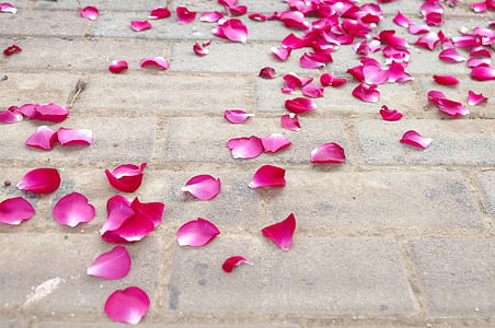 pink-and-white rose petals scattered on brown bricks surface