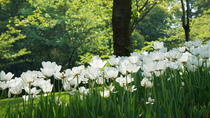 White Tulip Nature