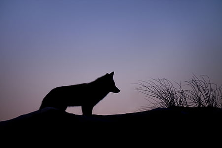 silhouette of wolf near of plant wallpaper