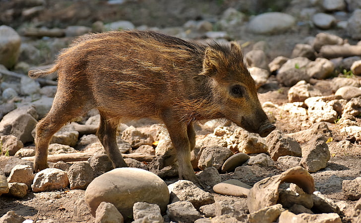 brown boar walking on brown sand