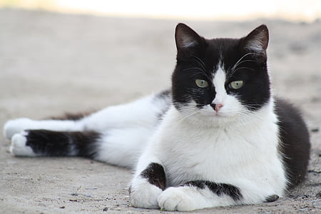 closeup photo of short-furred white and black cat