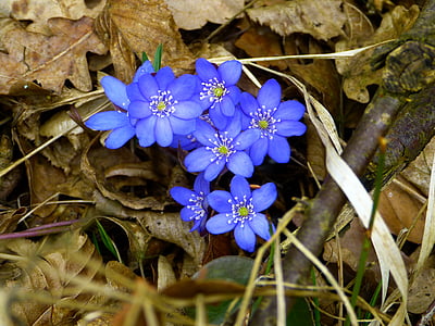 closeup photo of blue petaled flowerrs