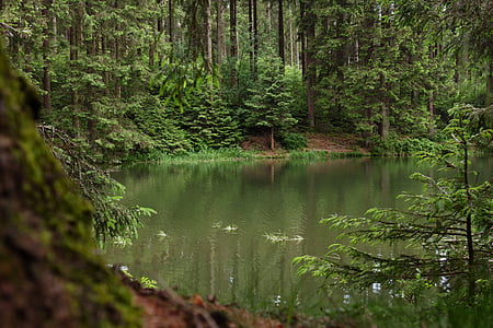 calm water surrounded by trees at daytime