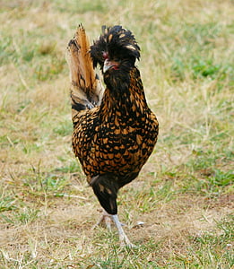 brown and black rooster