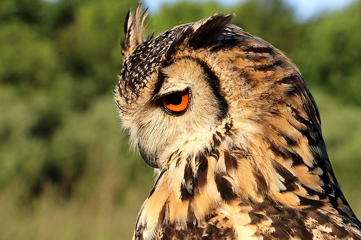 brown and black owl facing downward closeup photo