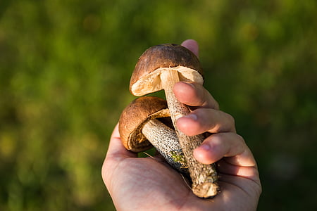 person holding two brown mushrooms