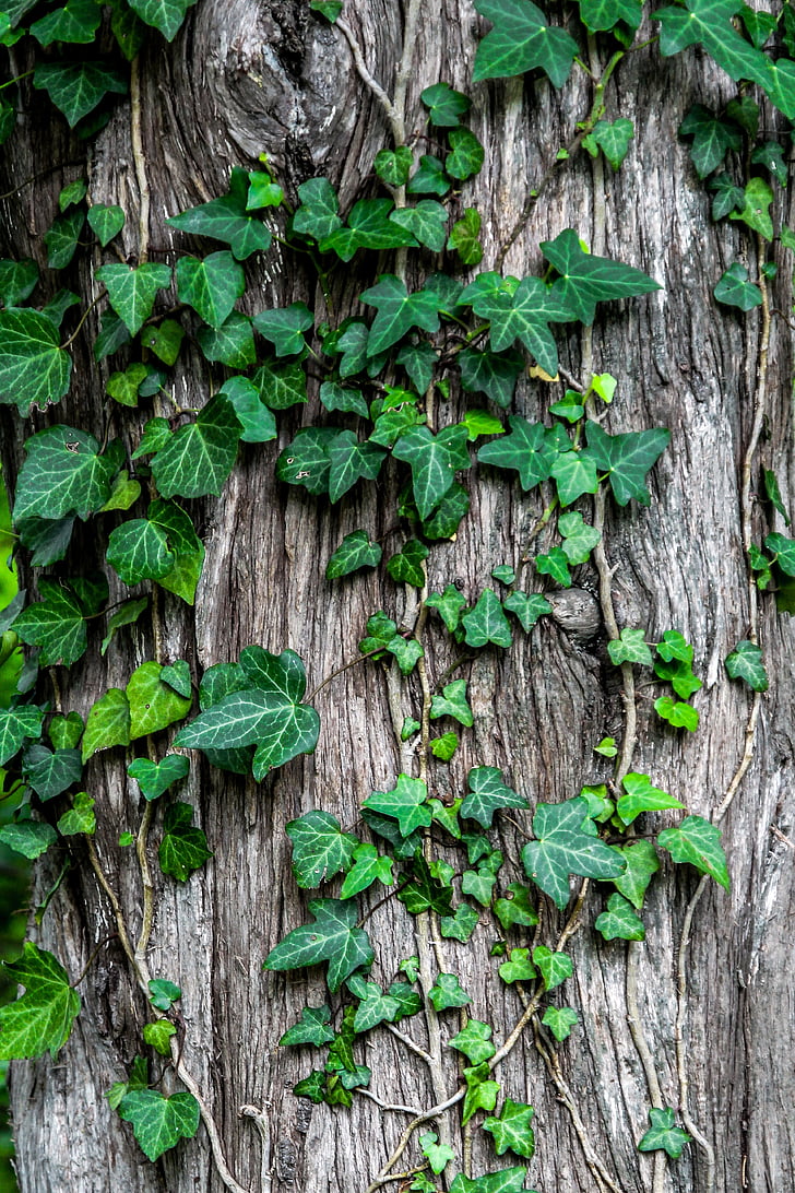 green leaves in gray tree trunk