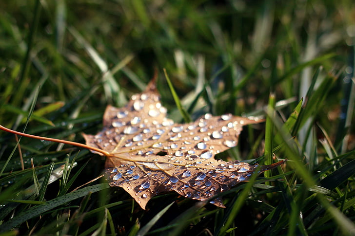 withered leaf on green grass