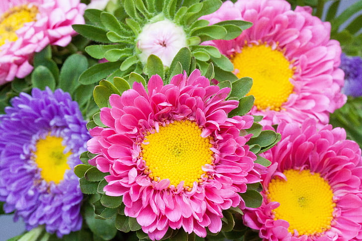 closeup photo of assorted-petaled flowers