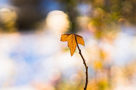 selective focus photography of brown maple leaf