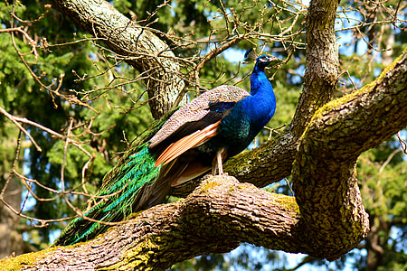 multicolored peafowl standing on tree