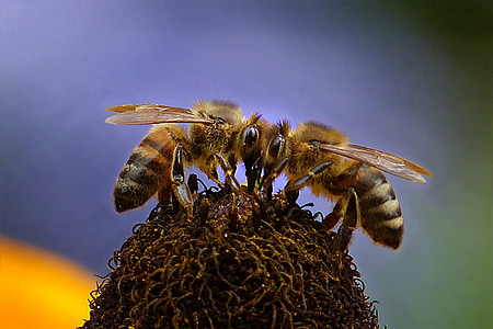 macro photo of honey bees