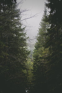 green forest during cloudy day