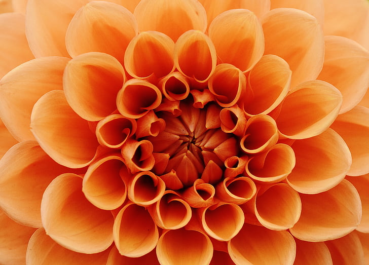 orange flower art