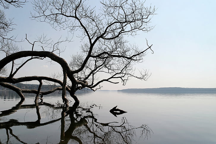 bare tree bending above body of water