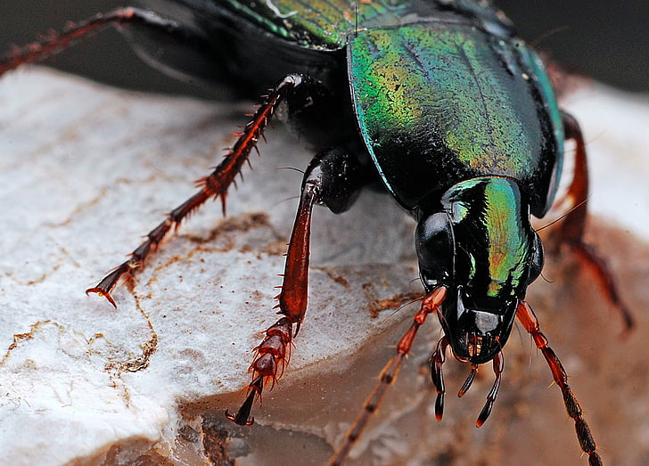 closeup photo of green beetle at daytime