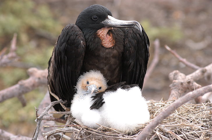 black bird on nest