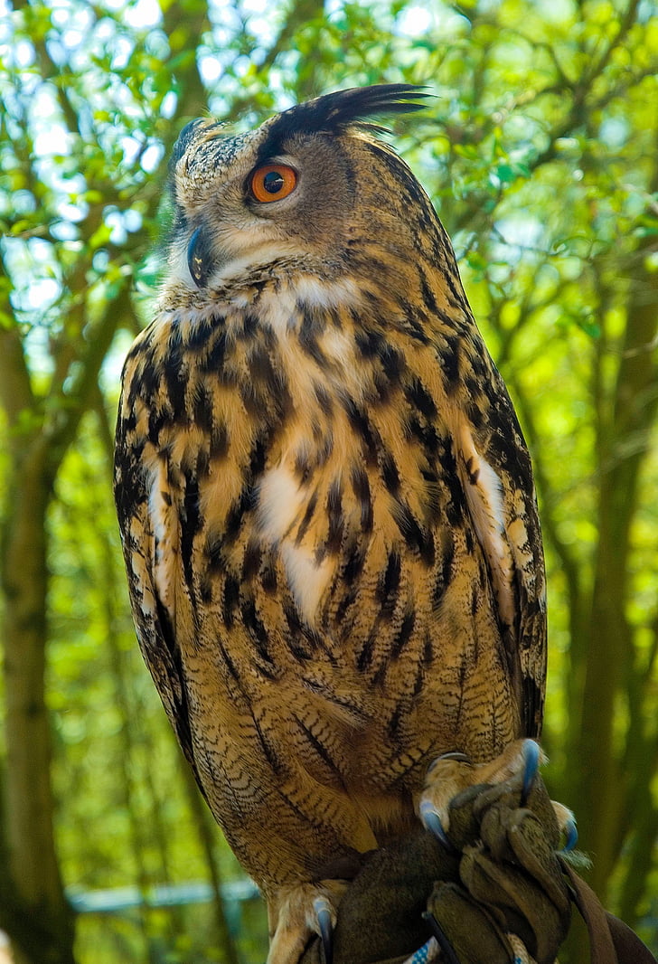 close-up photography brown owl