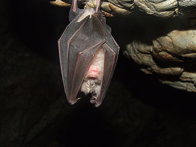 black bat hanged in cave