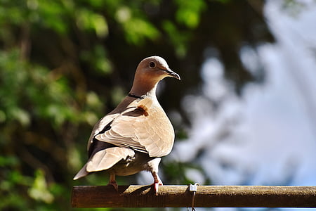 brown bird on brown pole