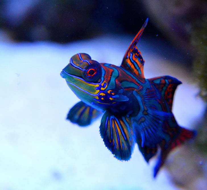 blue and red aquarium fish photography