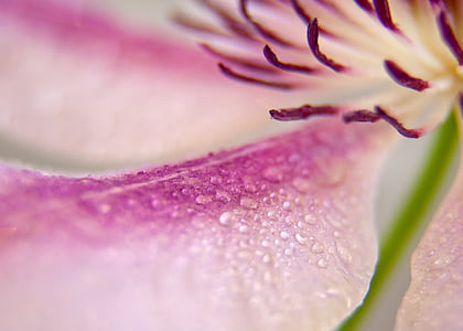 closeup photo of pink petaled flower