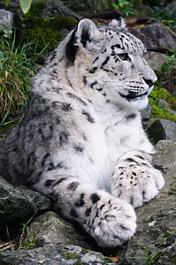 snow leopard laying on gray boulder