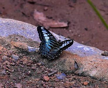 blue and black butterfly on stone