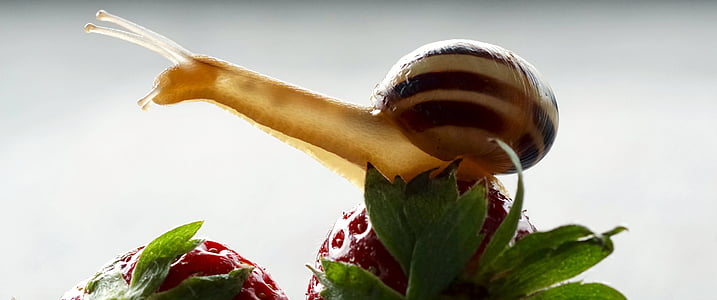 snail on top on strawberry