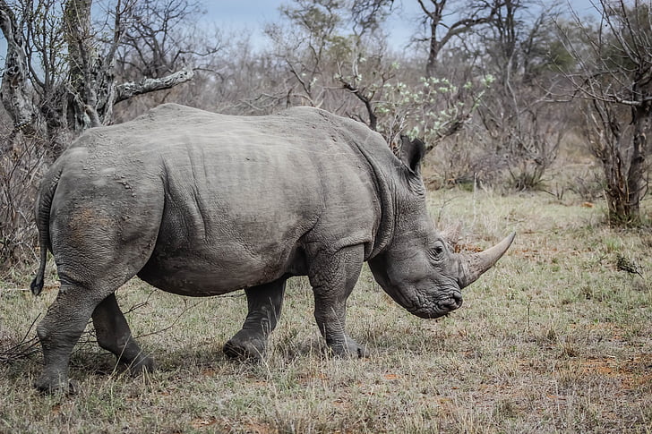 gray rhino on grass field