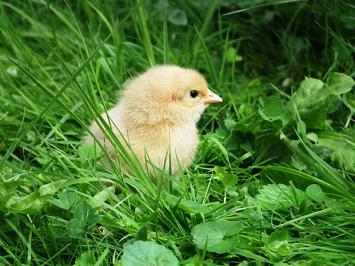 yellow chicken hatchling on grass