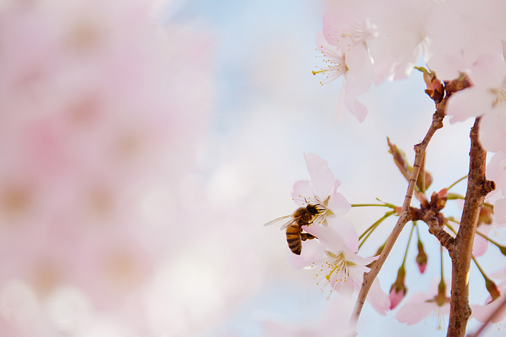 shallow focus photography of honeybee harvesting pollen from pink cherry blossom flower