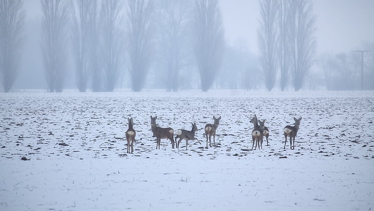 deers on snow during daytime