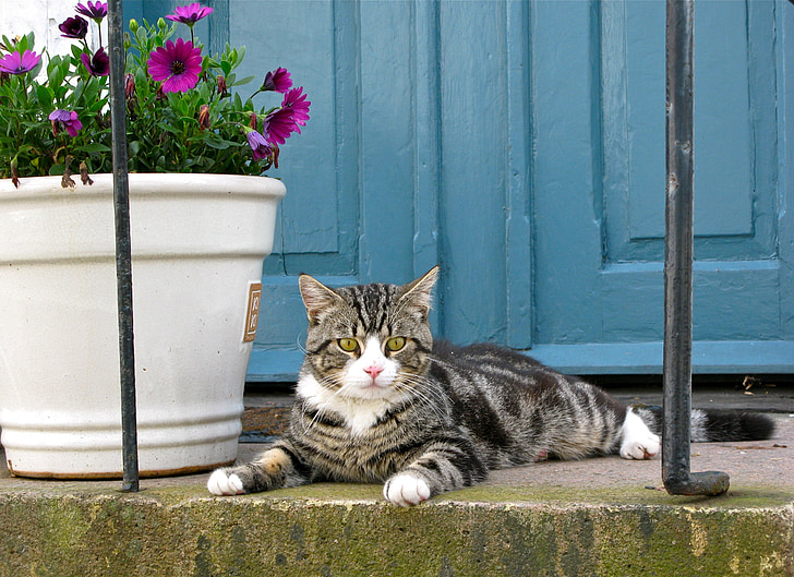 brown tabby cat beside pink potted osteospermum flowers and blue wooden doors