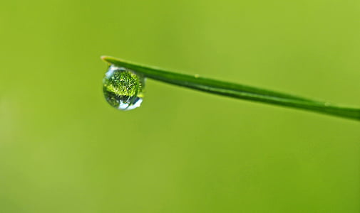 closeup photography of dew on leaf