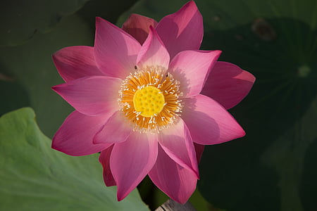 close-up photography of pink flower