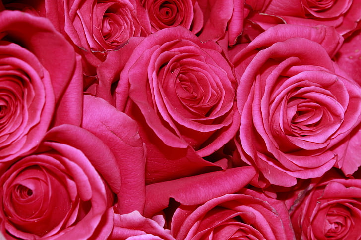 closeup photograph of roses